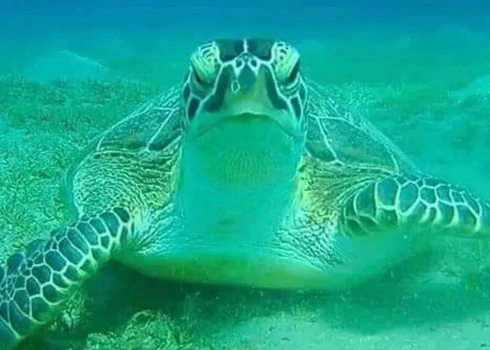 Diving With Turtles
