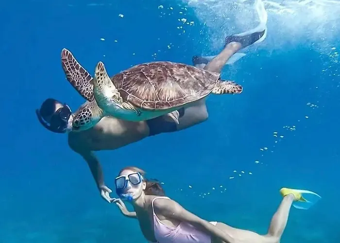 Bateau-hôtel Diving With Turtles *
